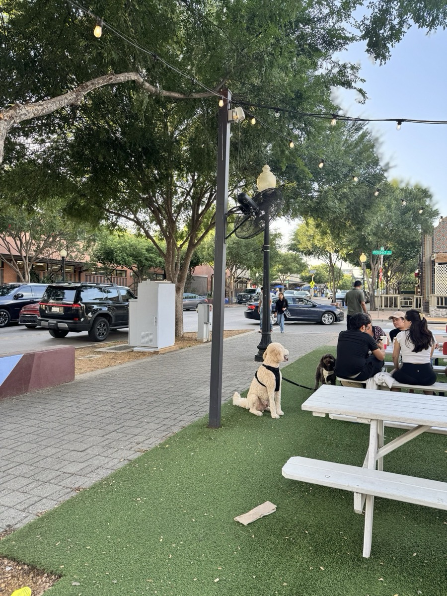 A dog at a string-lit Lowest Greenville patio